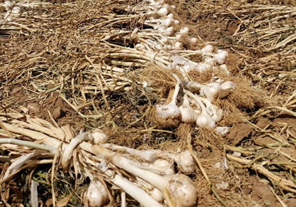 SARIMSAK BESLEME PROGRAMI