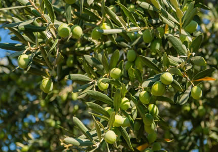 Zeytin BESLEME PROGRAMI